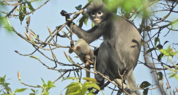 Новый вид приматов признали вымирающим сразу после обнаружения